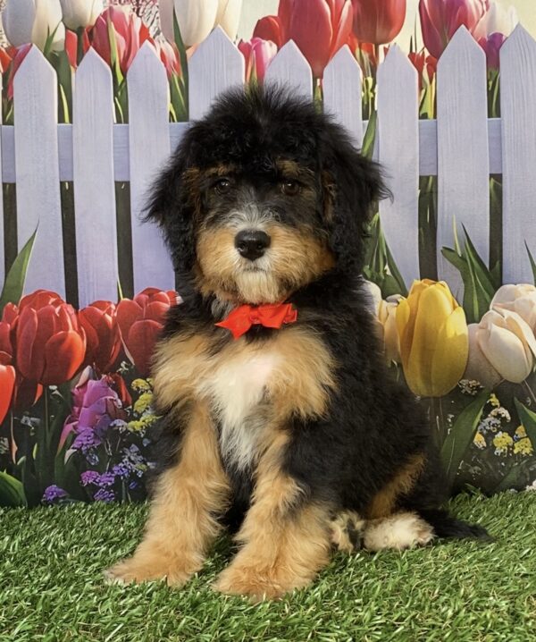 Photo of Mr. Winston the Mini-Bernedoodle puppy