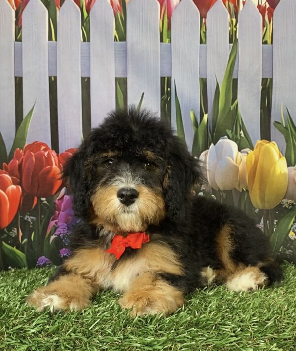 Photo of Mr. Winston the Mini-Bernedoodle puppy
