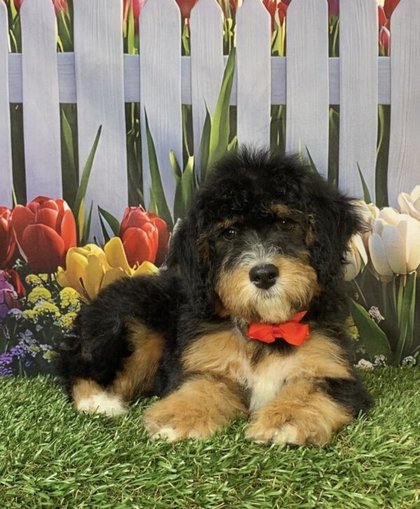 Photo of Mr. Winston the Mini-Bernedoodle puppy