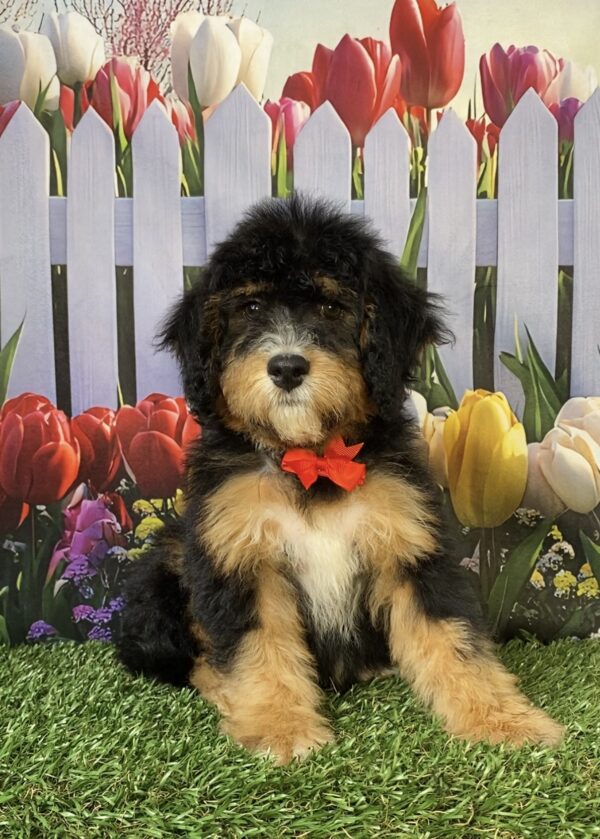 Photo of Mr. Winston the Mini-Bernedoodle puppy