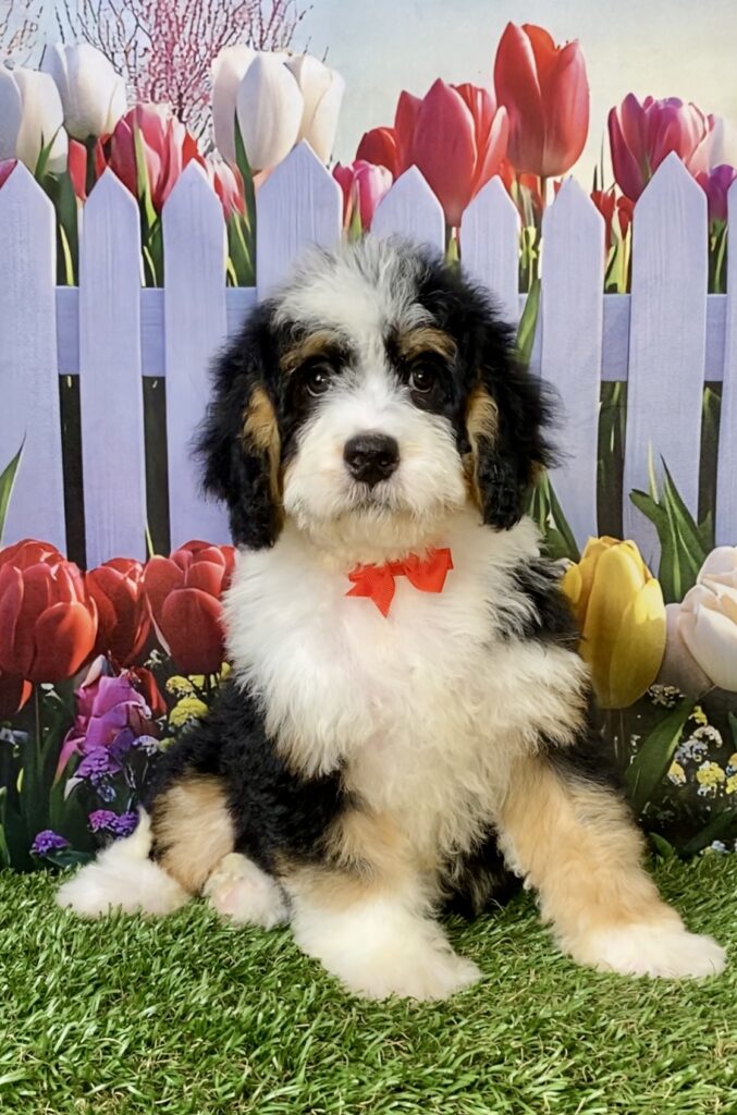 Photo of Mr. Wyatt the Mini-Bernedoodle puppy