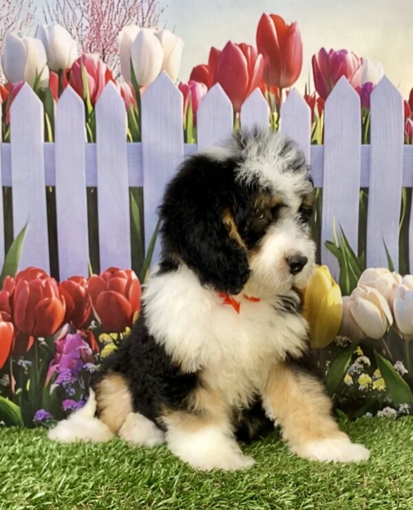 Photo of Mr. Wyatt the Mini-Bernedoodle puppy