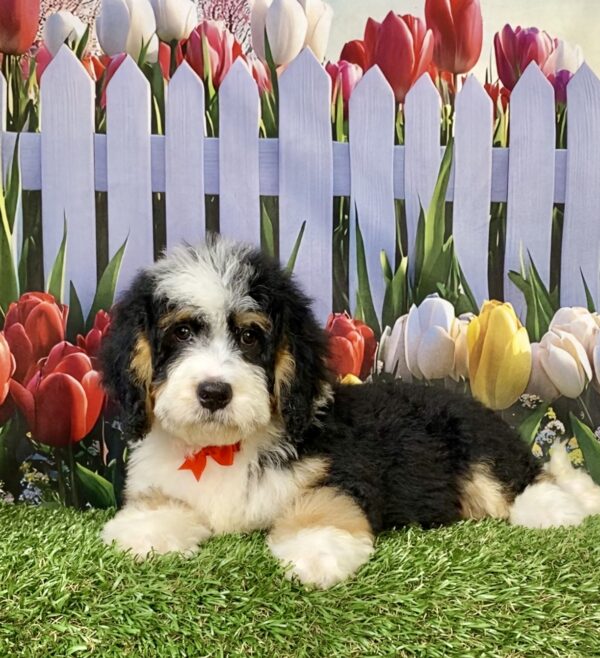 Photo of Mr. Wyatt the Mini-Bernedoodle puppy