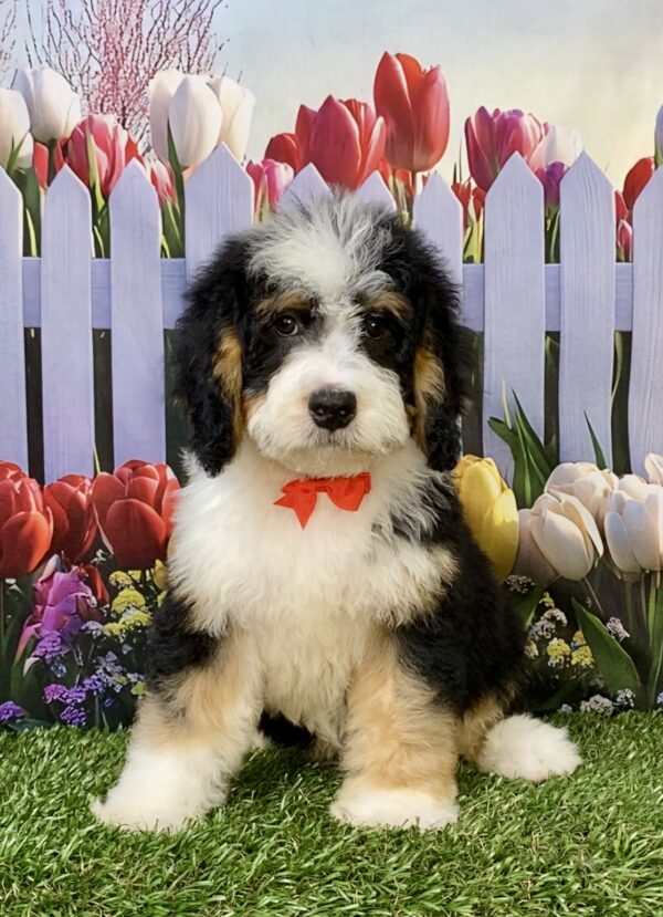 Photo of Mr. Wyatt the Mini-Bernedoodle puppy