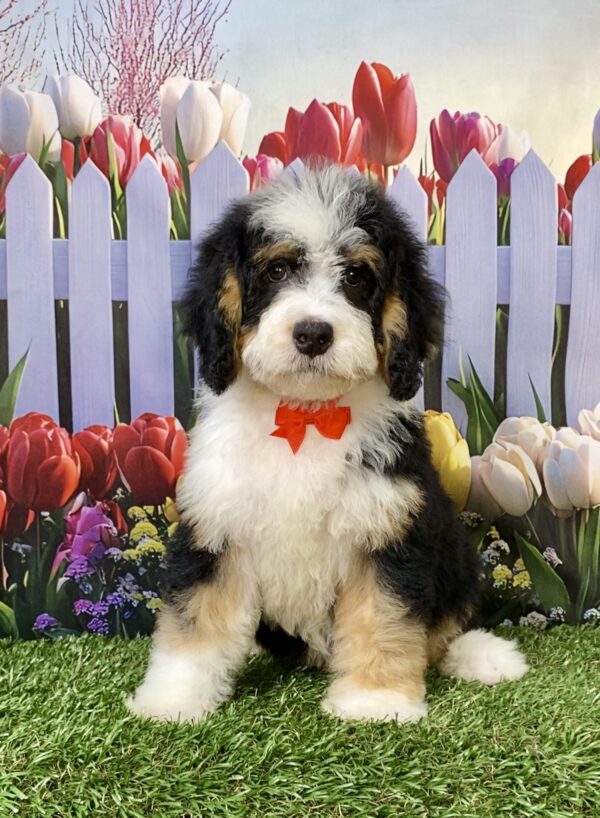 Photo of Mr. Wyatt the Mini-Bernedoodle puppy