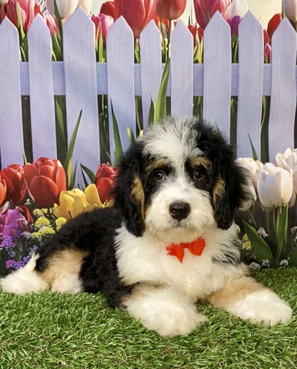 Photo of Mr. Wyatt the Mini-Bernedoodle puppy