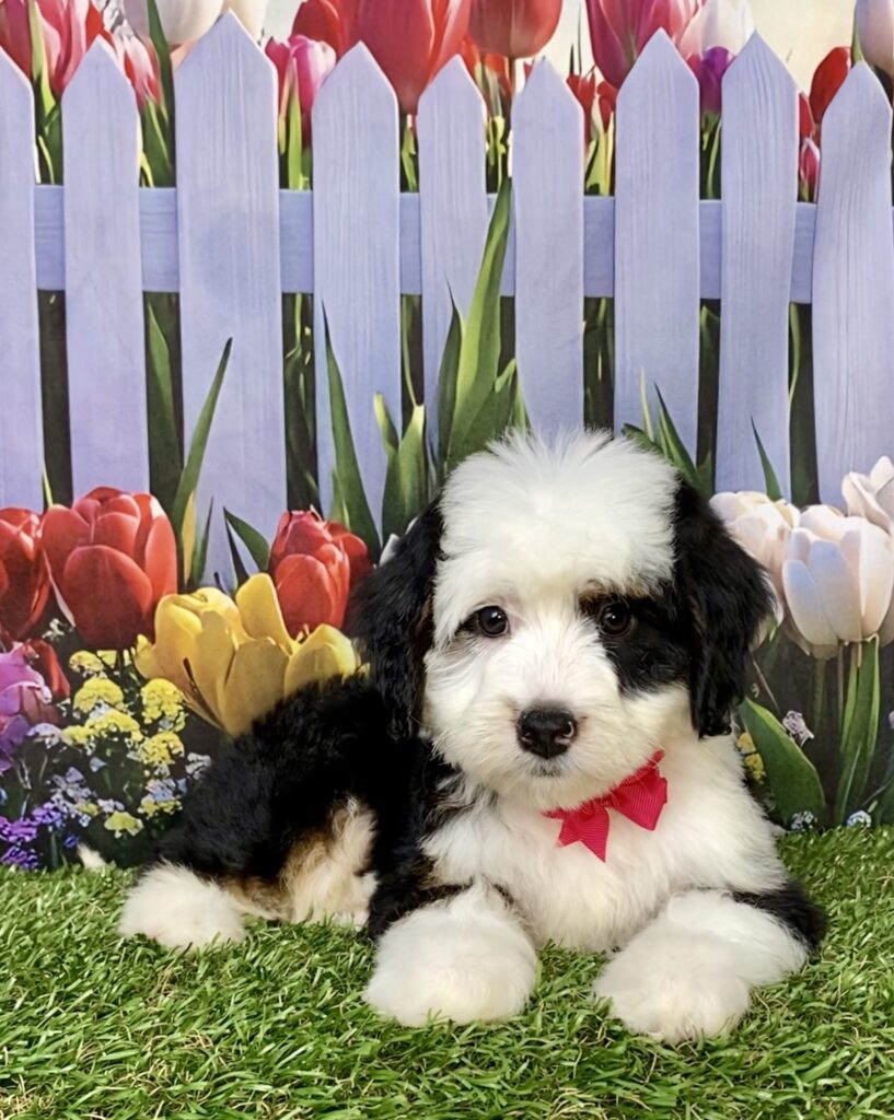 Photo of Ms. Amy the Mini-Bernedoodle puppy