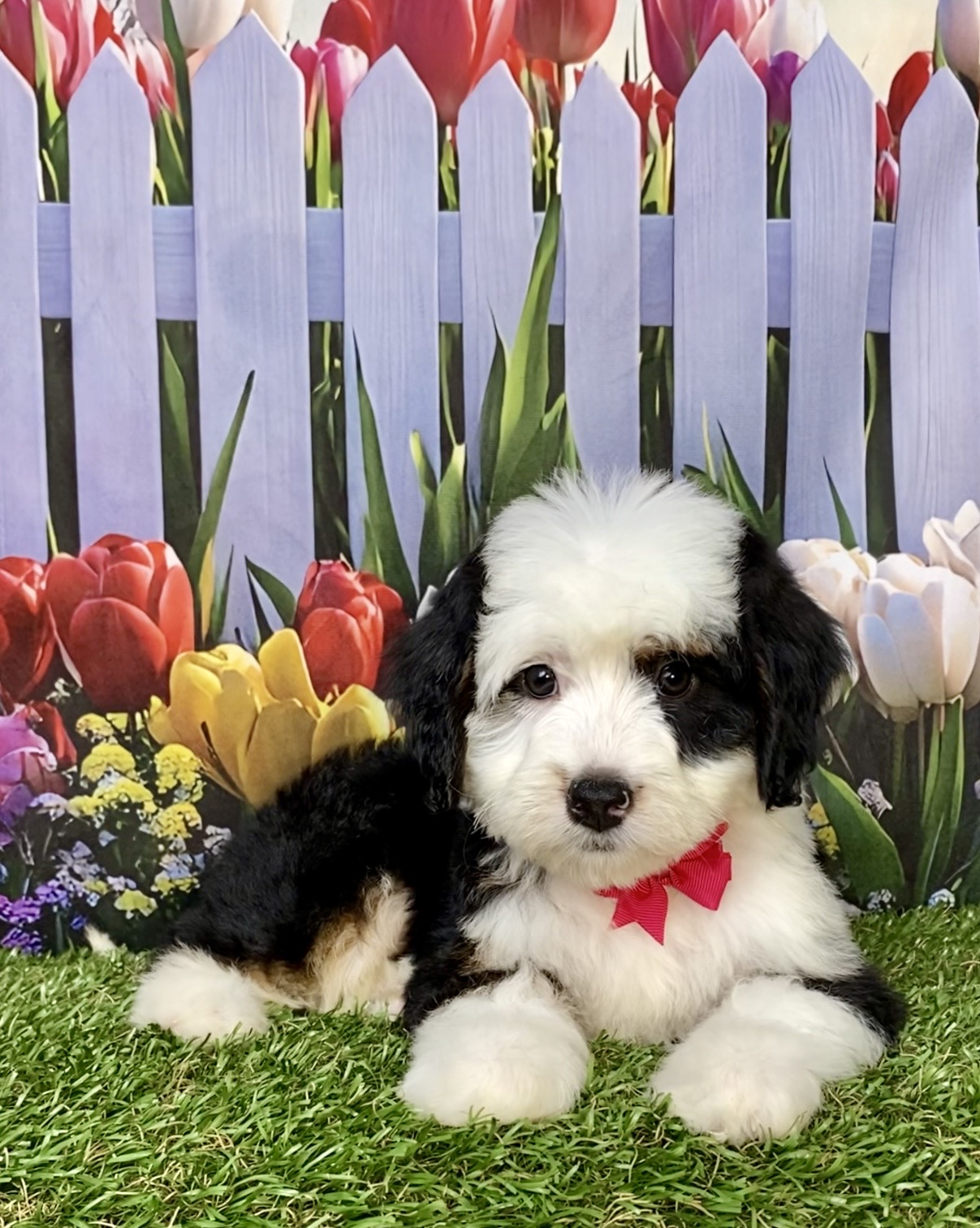 Photo of Ms. Amy the Mini-Bernedoodle puppy
