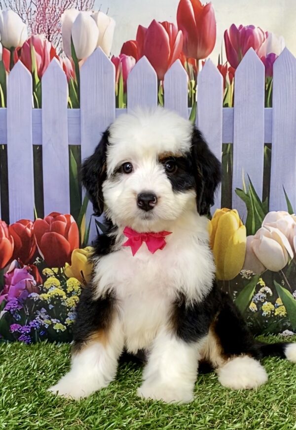 Photo of Ms. Amy the Mini-Bernedoodle puppy