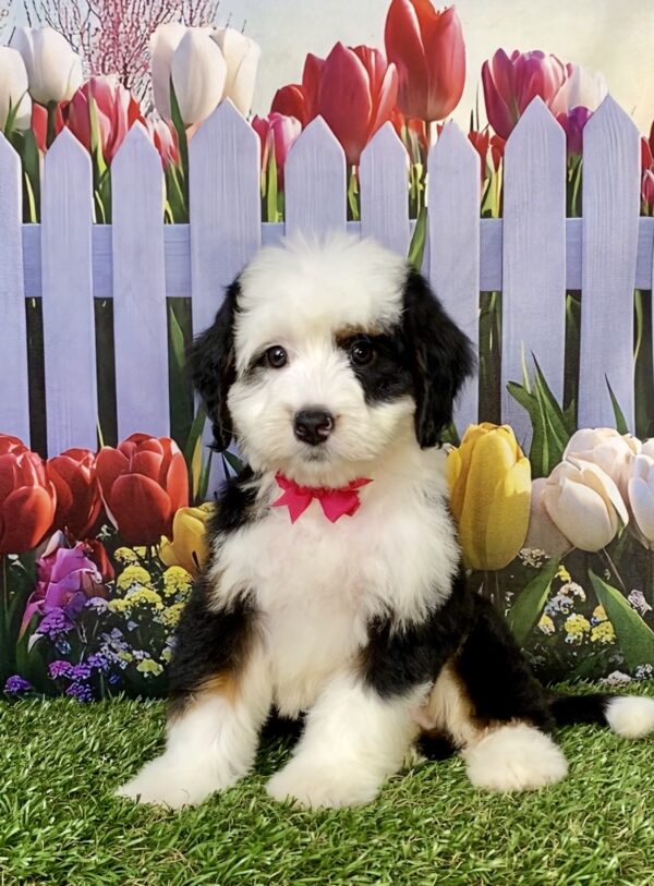Photo of Ms. Amy the Mini-Bernedoodle puppy