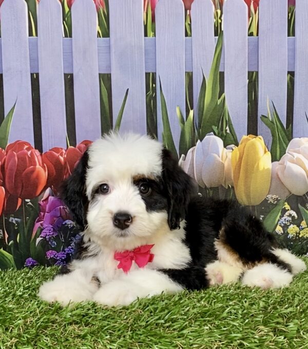 Photo of Ms. Amy the Mini-Bernedoodle puppy