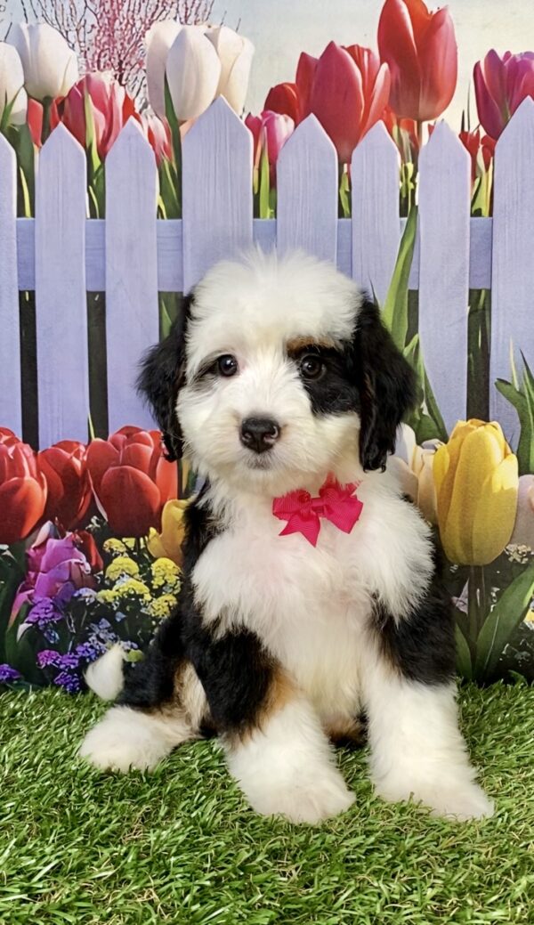Photo of Ms. Amy the Mini-Bernedoodle puppy