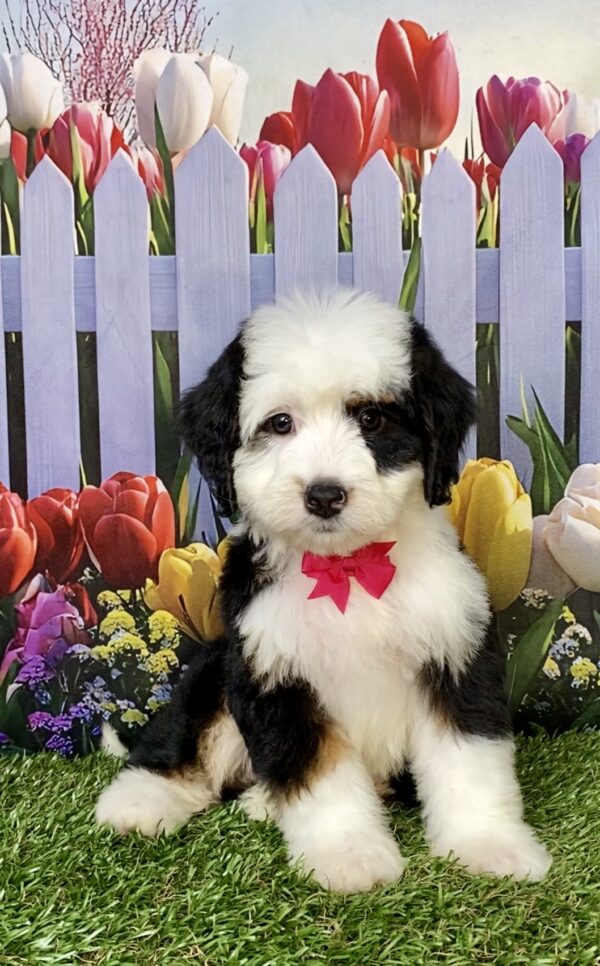 Photo of Ms. Amy the Mini-Bernedoodle puppy
