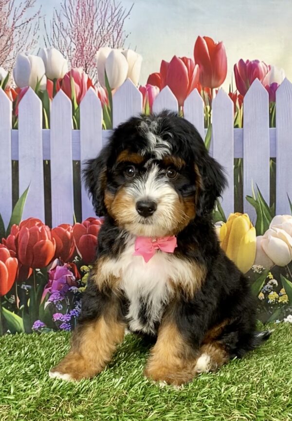 Ms. Angel the  Mini-Bernedoodle puppy