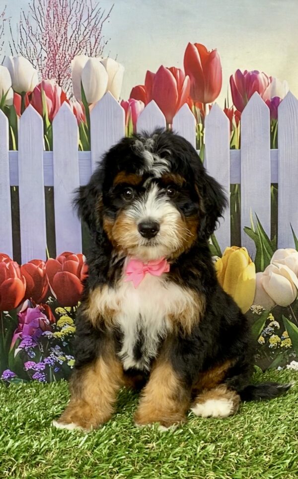 Photo of Ms. Angel the Mini-Bernedoodle puppy
