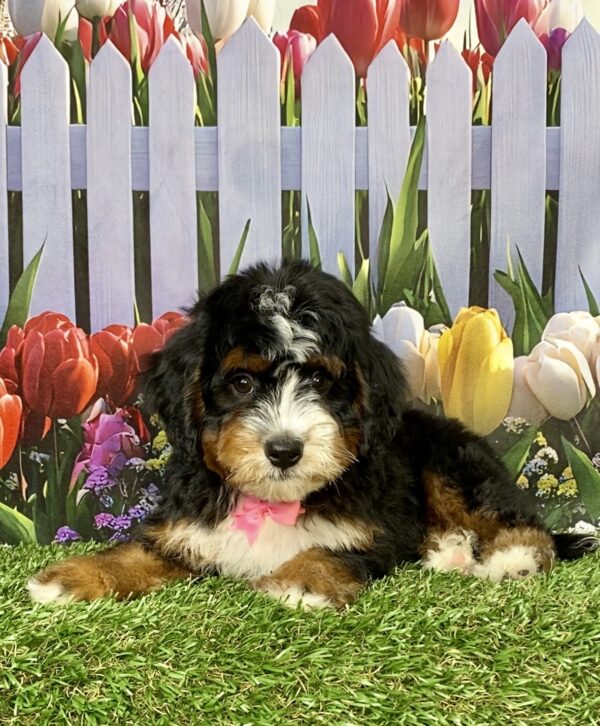Photo of Ms. Angel the Mini-Bernedoodle puppy