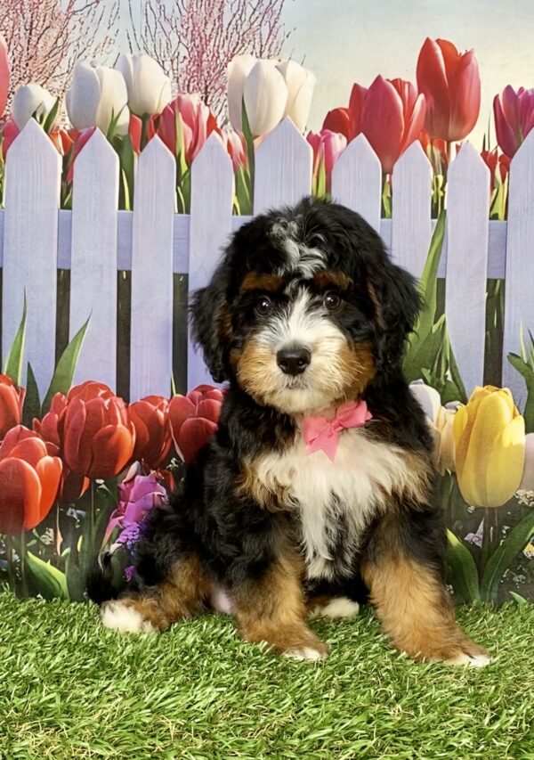 Photo of Ms. Angel the Mini-Bernedoodle puppy