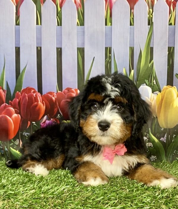 Photo of Ms. Angel the Mini-Bernedoodle puppy