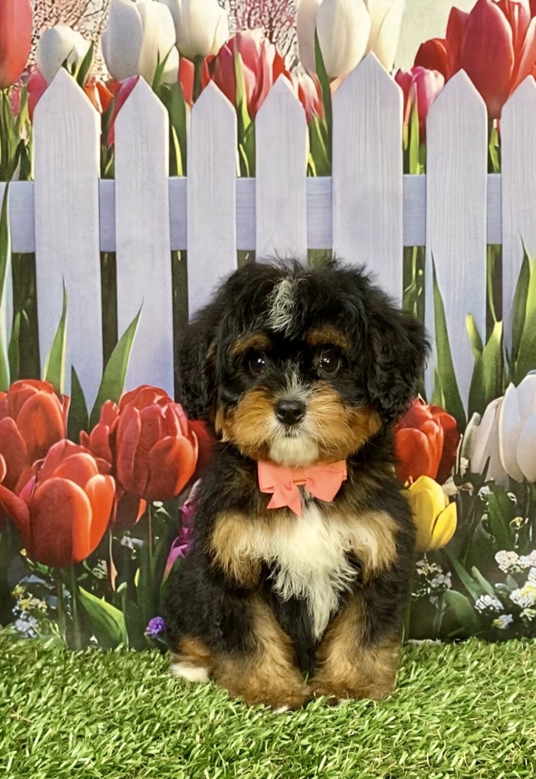 Photo of Ms. Angie the Mini-Bernedoodle puppy