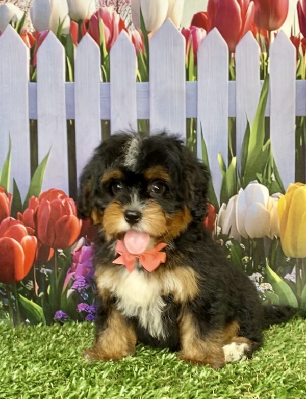 Photo of Ms. Angie the Mini-Bernedoodle puppy