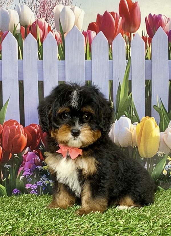 Photo of Ms. Angie the Mini-Bernedoodle puppy