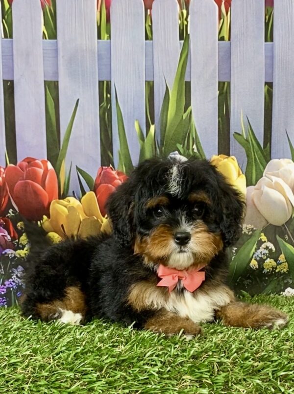 Photo of Ms. Angie the Mini-Bernedoodle puppy
