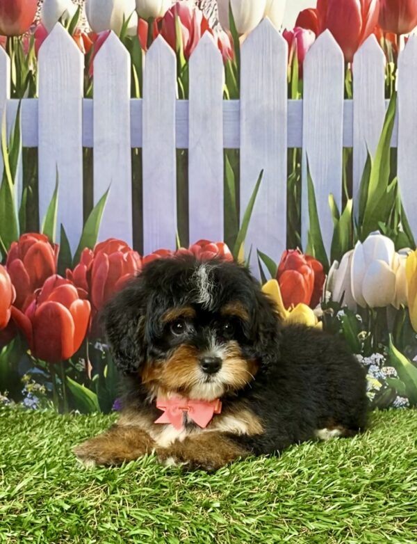 Photo of Ms. Angie the Mini-Bernedoodle puppy