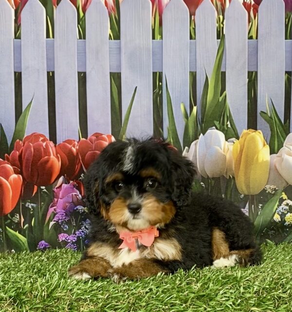 Photo of Ms. Angie the Mini-Bernedoodle puppy
