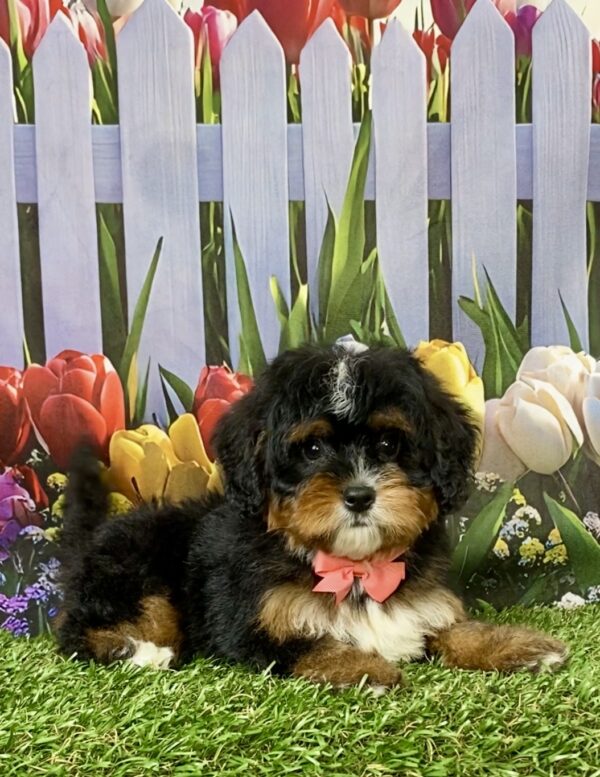 Photo of Ms. Angie the Mini-Bernedoodle puppy