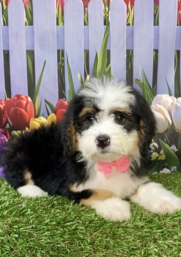 Ms. Bagel the Mini-Bernedoodle puppy