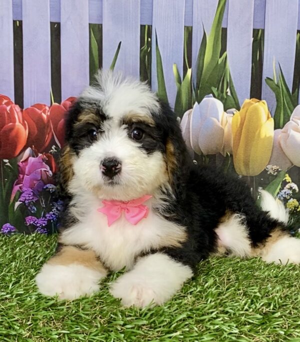 Photo of Ms. Bagel the Mini-Bernedoodle puppy