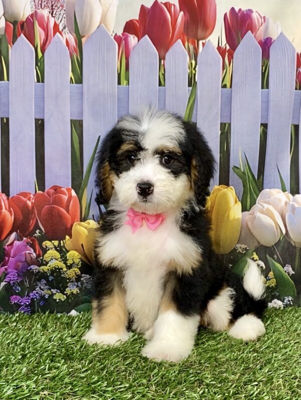 Ms. Bagel the Mini-Bernedoodle puppy