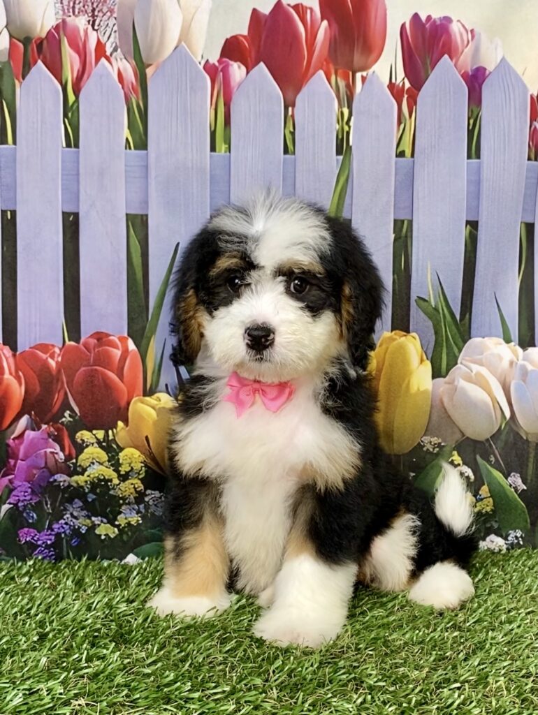 Photo of Ms. Bagel the Mini-Bernedoodle puppy