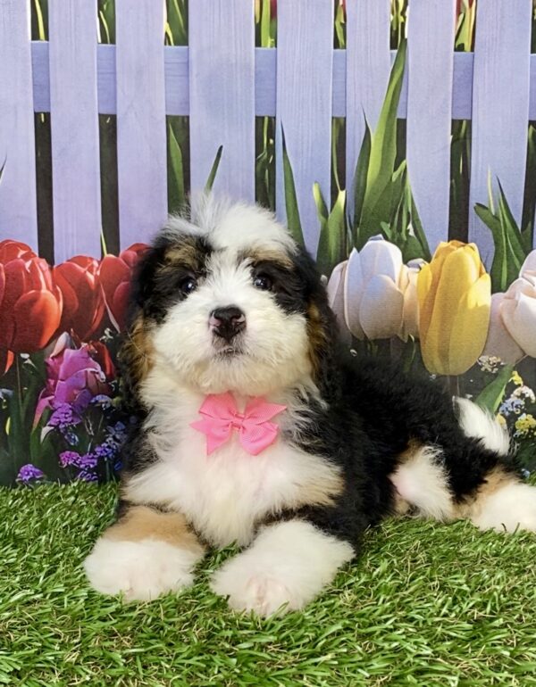Photo of Ms. Bagel the Mini-Bernedoodle puppy