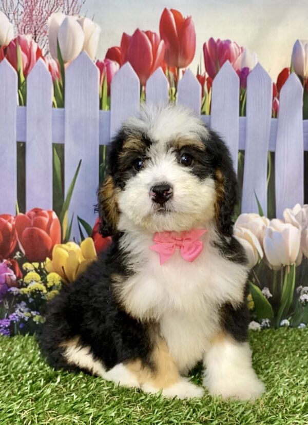Photo of Ms. Bagel the Mini-Bernedoodle puppy