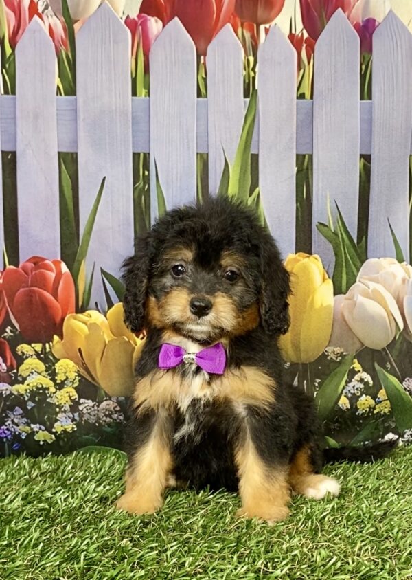 Photo of Ms. Basil the Mini-Bernedoodle puppy