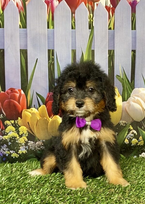 Ms. Basil the Mini-Bernedoodle puppy