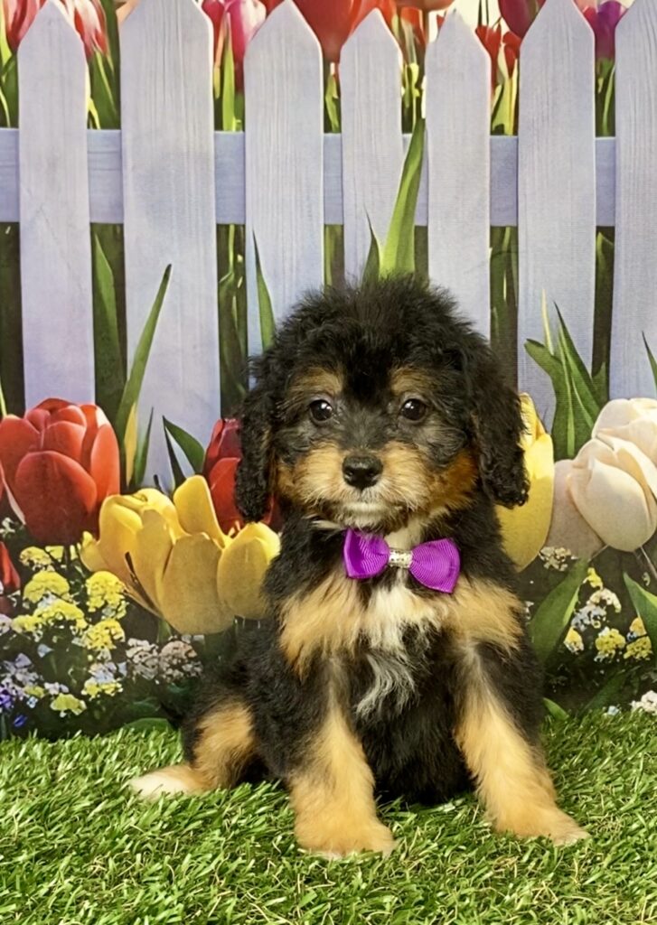 Photo of Ms. Basil the Mini-Bernedoodle puppy