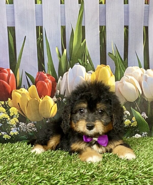 Photo of Ms. Basil the Mini-Bernedoodle puppy