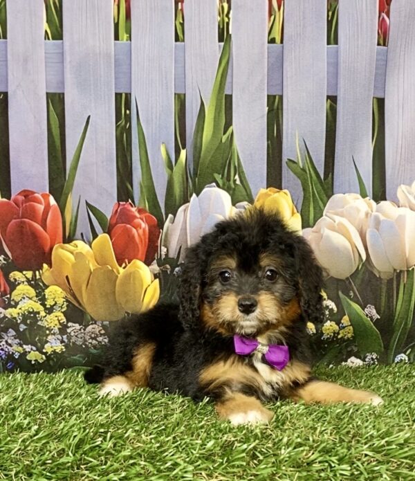 Photo of Ms. Basil the Mini-Bernedoodle puppy