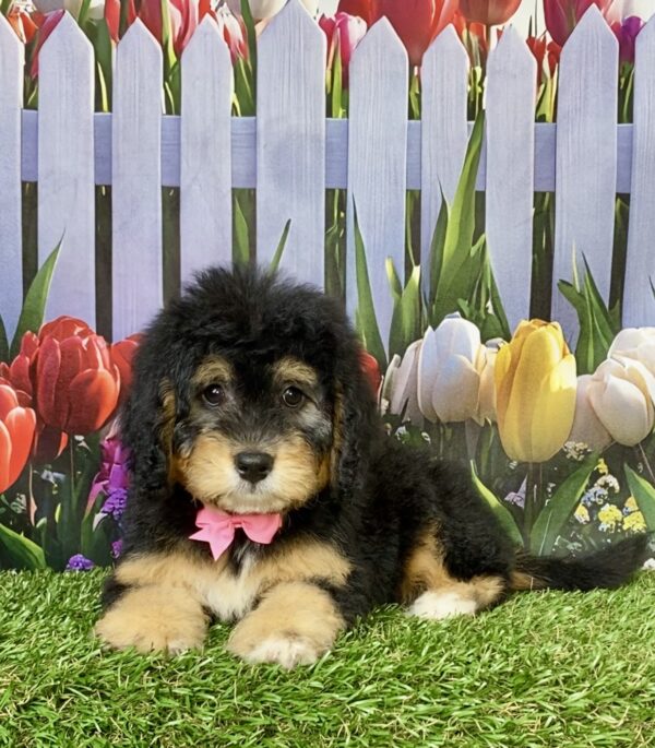 Ms. Beauty the Mini-Bernedoodle puppy