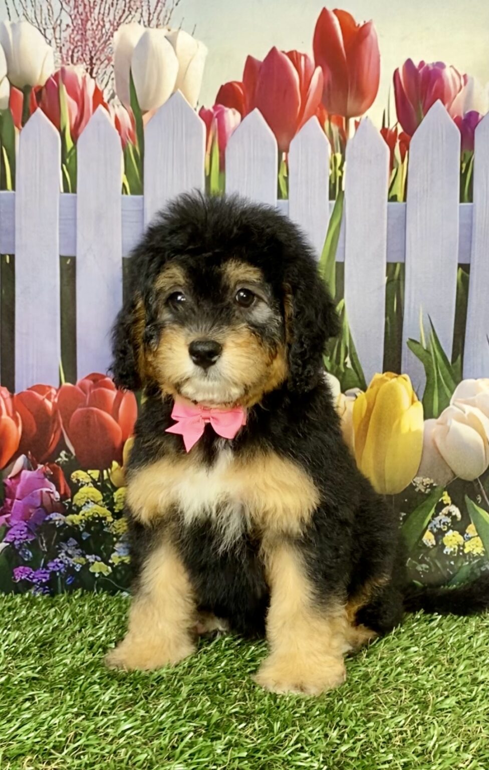 Photo of Ms. Beauty the Mini-Bernedoodle puppy