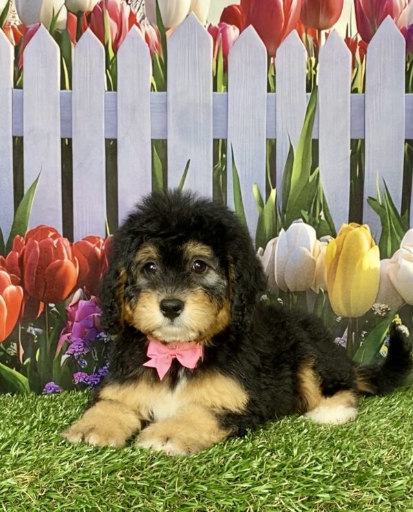 Photo of Ms. Beauty the Mini-Bernedoodle puppy
