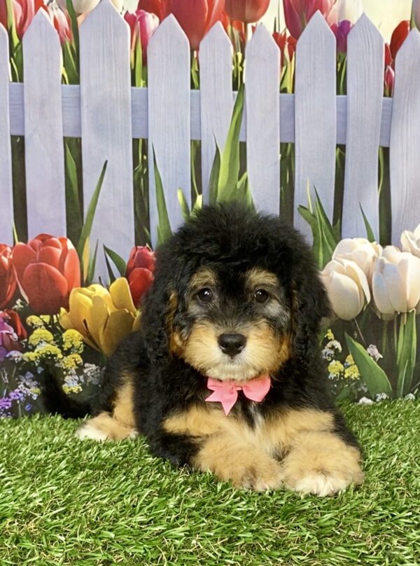 Photo of Ms. Beauty the Mini-Bernedoodle puppy