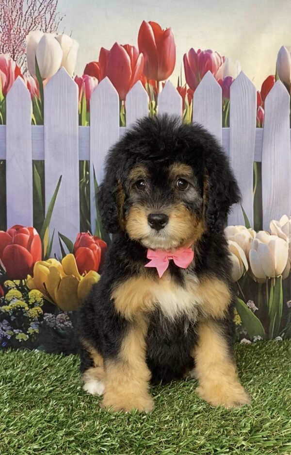 Photo of Ms. Beauty the Mini-Bernedoodle puppy