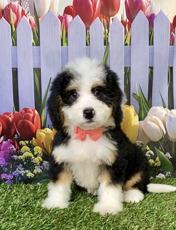 Ms. Bella the Mini-Bernedoodle puppy