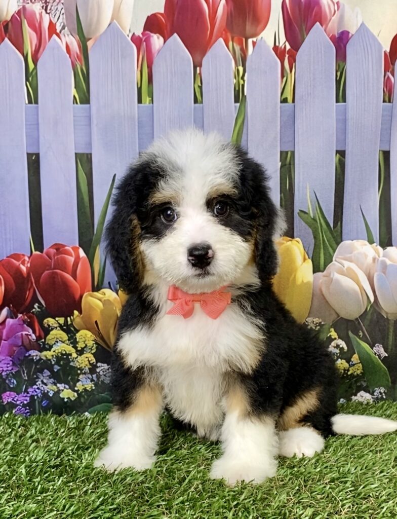 Photo of Ms. Bella the Mini-Bernedoodle puppy