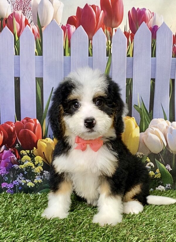 Photo of Ms. Bella the Mini-Bernedoodle puppy