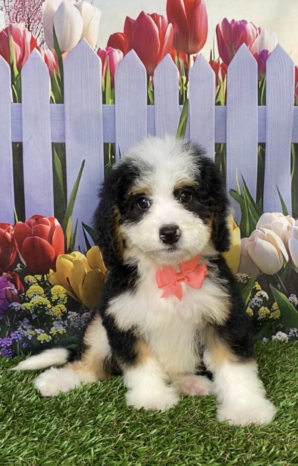 Photo of Ms. Bella the Mini-Bernedoodle puppy