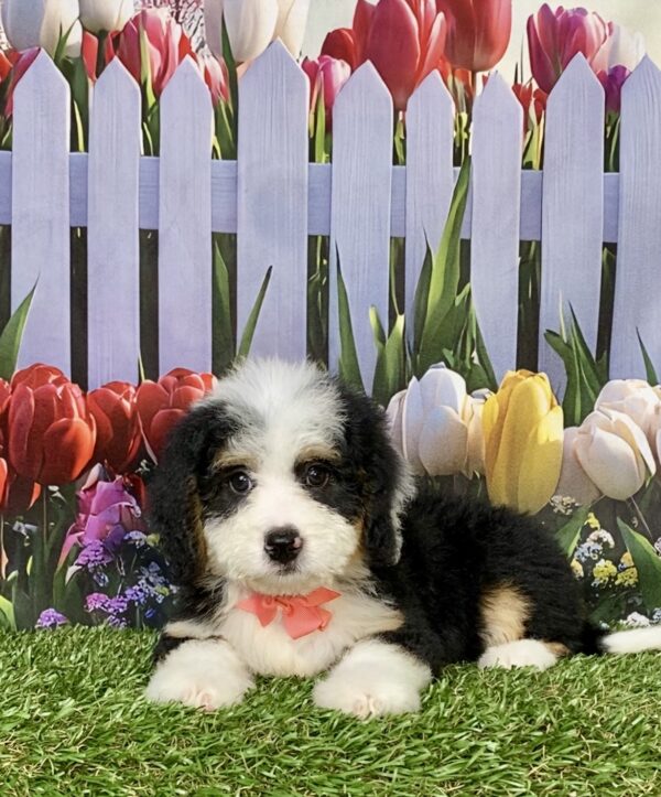 Photo of Ms. Bella the Mini-Bernedoodle puppy